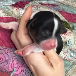 Ronald - Tri-color male Cavapoo puppy in Battle Lake, Minnesota from Panda Puppies