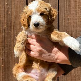 Yeti - Red  male Goldendoodle puppy in Florence, South Carolina from Candy Doodles