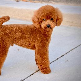 Gambler - Poodle