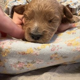 Bella - Red female Cavapoo puppy in Osseo, Michigan from Smiths Fluffy butts