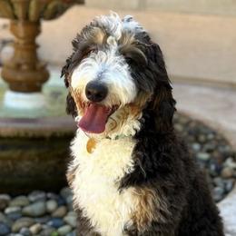 Kenai - Bernedoodle