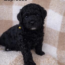 Espresso - Black male Bernedoodle puppy in Gilbert, Arizona from LittleLegacyDoodles