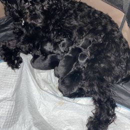 Double Doodle and Yorkipoo Puppies from Bella Dreamss LLC