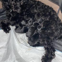 Double Doodle and Yorkipoo Puppies from Bella Dreamss LLC