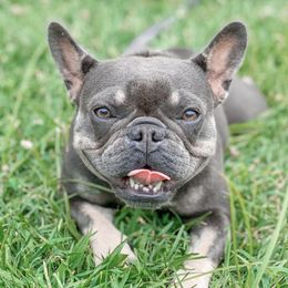 French Bulldogs from Mountain State Frenchies