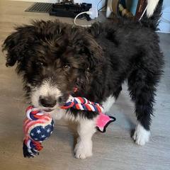 Bordoodle Puppies from Brisby Bordoodles