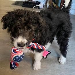 Bordoodle Puppies from Brisby Bordoodles