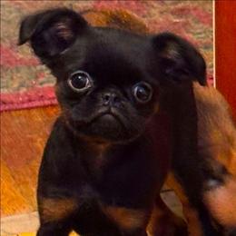 Lena - Black and tan female Brussels Griffon puppy in Chaparral, New Mexico from Icon Cane Corso