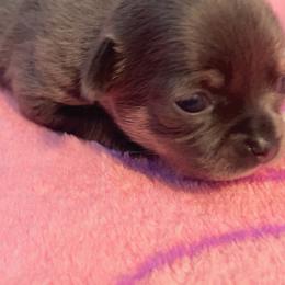 Xena dark blue tan - Blue and white female Chihuahua puppy in Huntington Beach, California from Amore Chihuahuas