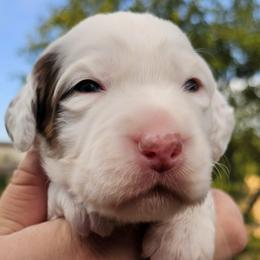 Girl 1 - Liver right ear patch - Liver belton female English Setter puppy in Boise, Idaho from English Setters of the Eyrie