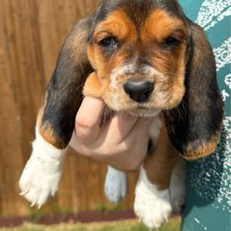 Cartman - Black brown and white male Basset Hound puppy in Anna, Texas from Basset farms