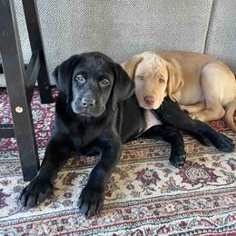Labrador Retriever Puppies from Branley's Riverside Labradors