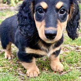 Peso - Piebald male Dachshund puppy in Spokane, Washington from Beautiful Beans