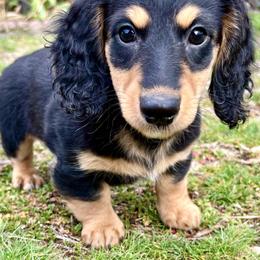 Peso - Piebald male Dachshund puppy in Spokane, Washington from Beautiful Beans
