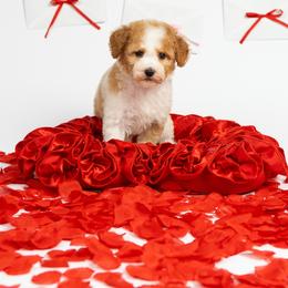 Princess - Parti female Poodle puppy in Los Angeles, California from Exquisite Doodles