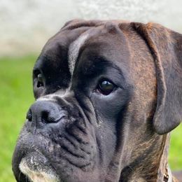 Boxers from Rumar Boxers