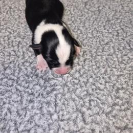 Independence - Black tri female Toy Australian Shepherd puppy in Humansville, Missouri from Tater Tot aussies