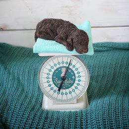 Goldendoodle, Labradoodle, Poodle, and Saint Berdoodle Puppies from Dent’s Doodles