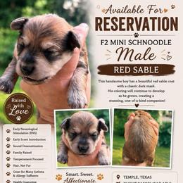 Spirit - Silver male Schnoodle puppy in Temple, Texas from Schnauzers Of Taylor