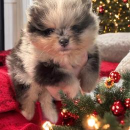 Echo - Blue merle male Pomeranian puppy in North Port, Florida from West Coast Diva Pupz