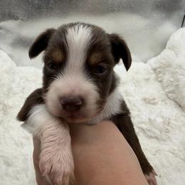Mojo JoJo - Red tri male Miniature Australian Shepherd puppy in Greenville, Ohio from Arnold’s Aussies