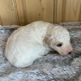 Gus - Parti male Poodle puppy in Haddam, Kansas from Golden B Acres