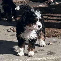 Sophia - Tri-color female Bernedoodle puppy in Lincoln, Nebraska from GRand Doodles
