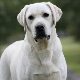 Yvette - Labrador Retriever