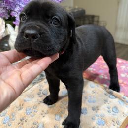 Pink Collar Girl - Black female Cane Corso puppy in Murrieta, California from KJ Cane Corso