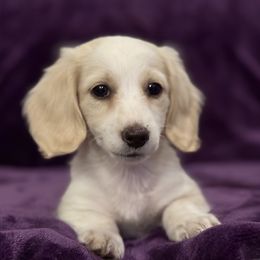 AKC Boy 3 Halloween special - Cream male Dachshund puppy in Bartlesville, Oklahoma from OkieDokieDox