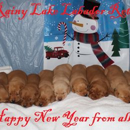 Labrador Retriever Puppies from Rainy Lake Labrador Retrievers
