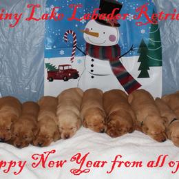 Labrador Retriever Puppies from Rainy Lake Labrador Retrievers