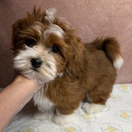 Dusty - Red male Havanese puppy in Maryville, Missouri from Dreamworks Havanese