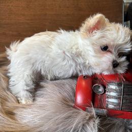 Cye - White male Morkie puppy in Taylorsville, North Carolina from Mountain Top Hot Tailz
