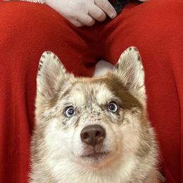 Echo - Pomsky