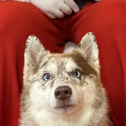 Echo - Pomsky