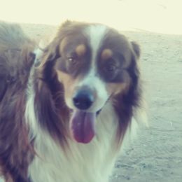 Hunter - Australian Shepherd