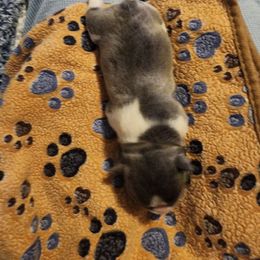 Kara - Blue female French Bulldog puppy in Fort Myers, Florida from Legends Frenchton's, French Bulldogs ,Boston Terriers, Reindeer chihuahuas & French Bullhuahua's