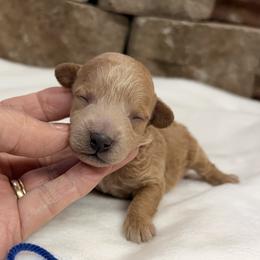 Boy 1 - Apricot male Poodle puppy in Cullman, Alabama from My Awesome Rover