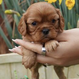 Leah - Ruby female Cavalier King Charles Spaniel puppy in Lula, Georgia from Cavaliers by Crumley