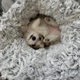 Chinese Crested and Russell Terrier Puppies from Jumping Jacks Russells