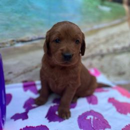 Girl 1 - Goldendoodle puppy from Double T Farms