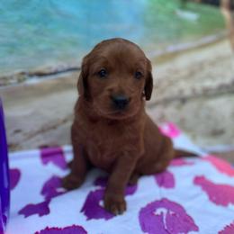 Girl 1 - Goldendoodle puppy from Double T Farms