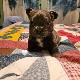 Mordecai - Blue male French Bulldog puppy in Bend, Oregon from High Lakes Frenchies