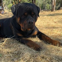 Rottweilers from Rottweiler vom Hause Wolf