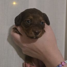 Girl 3 - Piebald female Dachshund puppy in Marietta, Ohio from Harlee's Dachshunds