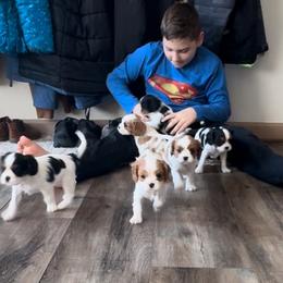 Cavalier King Charles Spaniel Puppies from Cavy Love