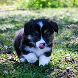Stout - Black and tan male Pembroke Welsh Corgi puppy in North East, Maryland from Potato Patch