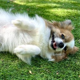 Pomeranians from Nel’s designer Pomeranians