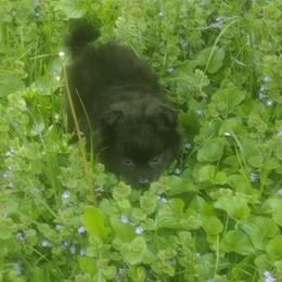 Ivy - Black female Pomeranian puppy in Garrett, Indiana from Crystal Riff